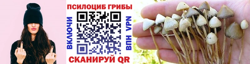 Псилоцибиновые грибы Psilocybe  Руза 